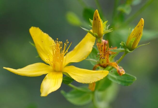 St. John's Wort