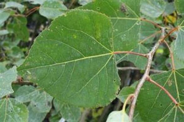 Aspen Blieder fir heelen Infusioun